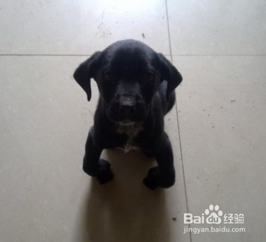 《楚乔传》洛河之死有蹊跷 洛河之死与东方忌有关吗?_beat365官网(图4) beat·365